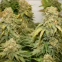 Семена конопли Banana Blaze® от Dutch Passion
